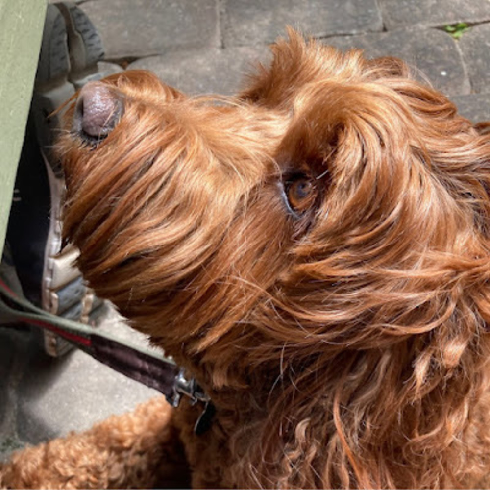 Meet your Posher, Julia